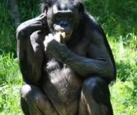 Kanzi, le singe bonobo qui sait faire du feu et se cuire un steak