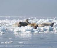 La banquise arctique fond à vitesse grand V