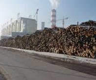 La biomasse pourrait assurer 20 % de la demande mondiale d'énergie en 2030