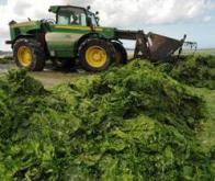 La Bretagne en quête de l'arme idéale contre les algues vertes