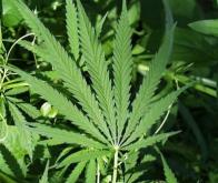 La consommation de cannabis fortement dosé entraînerait des troubles mentaux