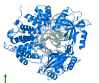 La DNA Ligase 1 : une enzyme-clé dans les processus cellulaires fondamentaux