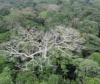 La forêt amazonienne durablement affectée par la sécheresse