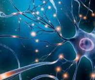 La localisation des ARN dans les neurones : un mécanisme clé pour la mémoire à long terme