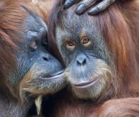 La longévité des primates serait liée à un métabolisme plus lent