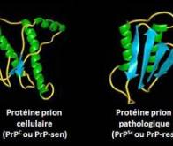 La maladie d'Alzheimer est-elle une maladie à prion ?