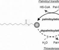 La palmitylation, une nouvelle cible pour les médicaments contre le cancer