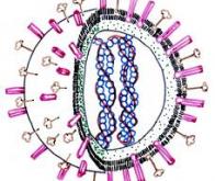 La première infection grippale laisse une empreinte à vie sur l'immunité