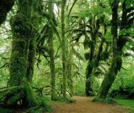 La préservation des forêts tropicales est vitale dans la lutte contre le réchauffement climatique