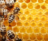 La propolis stopperait le cancer de la prostate  