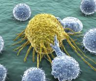 La protéine d’expansion des lymphocytes T : nouvel outil  thérapeutique ?