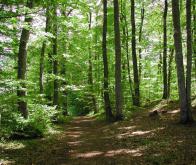 La relation entre le sol forestier et l'oxyde d'azote mieux comprise