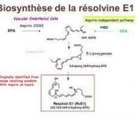 La résolvine, lueur d’espoir pour les enfants atteints de la dystrophie de Duchenne