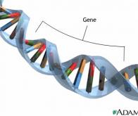 La signature génomique qui prédit la durée de vie