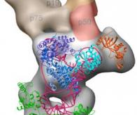 La structure en trois dimensions de la télomèrase est enfin révélée 