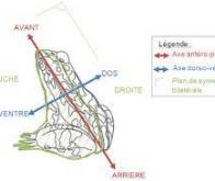 La symétrie des vertébrés due à la tension de surface