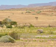 L'agriculture, facteur de déforestation en Afrique à l'âge du fer