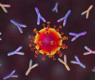 L’anticorps sotrovimab efficace pour prévenir les formes graves de Covid-19