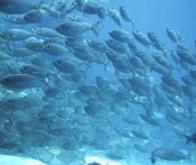 L'augmentation de la concentration de CO2 dans les océans perturbe les poissons