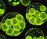 Le « booster » photosynthétique des microalgues percé à jour