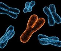 Le chromosome Y est-il plus ancien que l'homme lui-même ?