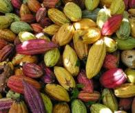 Le cacao améliore l'autonomie pour les patients atteints de certaines maladies artérielles
