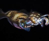 Le cerveau des calmars se développe de façon similaire au cerveau humain