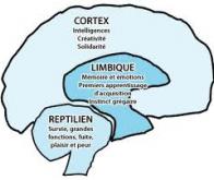 Le cerveau reptilien aussi important que le cortex dans le développement de l'intelligence