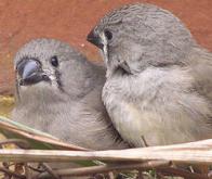 Le comportement des oiseaux serait plus influencé par l'environnement que par la génétique