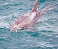 Le dauphin Burrunan, une nouvelle espèce identifiée en Australie