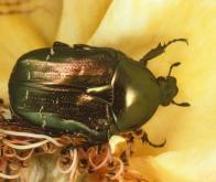 Le déclin des pollinisateurs sauvages menace les rendements agricoles