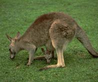 Le génome du kangourou décrypté 