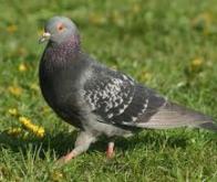 Le génome du pigeon est séquencé