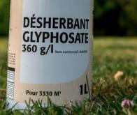 Le glyphosate affecte le cerveau des rats