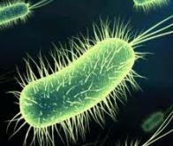 Le mécanisme de défense des bactéries livre ses mystères…