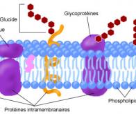 Le mécanisme de transport intracellulaire éclairci