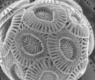 Le phytoplancton tropical résistera-t-il à une élévation des températures ?
