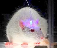 Le potentiel thérapeutique de l'optogénétique dans les maladies du cerveau se confirme…