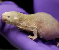 Le rat-taupe détient-il la clé anti-cancer ?