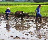 Le réchauffement climatique aura des conséquences sur la qualité nutritionnelle des productions ...