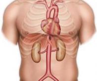 Le risque de calcification de l'aorte est doublé par une mutation génétique 