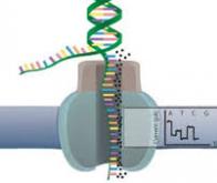 Le séquençage par nanopores permet d'assembler une tomate dans son intégralité