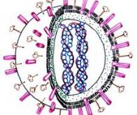 Le vaccin antigrippal réduit le risque de maladies cardiovasculaires