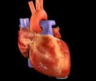 L'entreprise BIOLIFE4D réussit à imprimer en 3D un cœur humain miniature