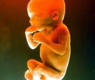 L'environnement des bébés in utero aurait des effets sur leur santé future