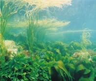 Les algues comme source d'énergie durable