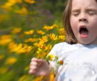 Les bases génétiques de l'allergie livrent leurs secrets