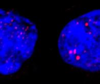 Les cellules cancéreuses détournent la structure 3D de l'ADN