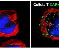 Les cellules CAR-T contre la sclérose en plaques