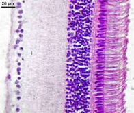 Les chercheurs découvrent les trois types de cellules capables de distinguer le jour de la nuit